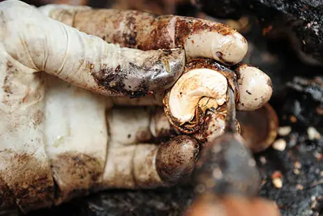 Raw Cashew Nut Shell Liquid (CNSL) extraction showing dark viscous liquid from cashew shell processing